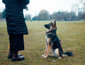 A dog that is loyal to its master