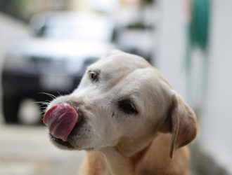 dog sticking out its tongue
