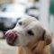 dog sticking out its tongue