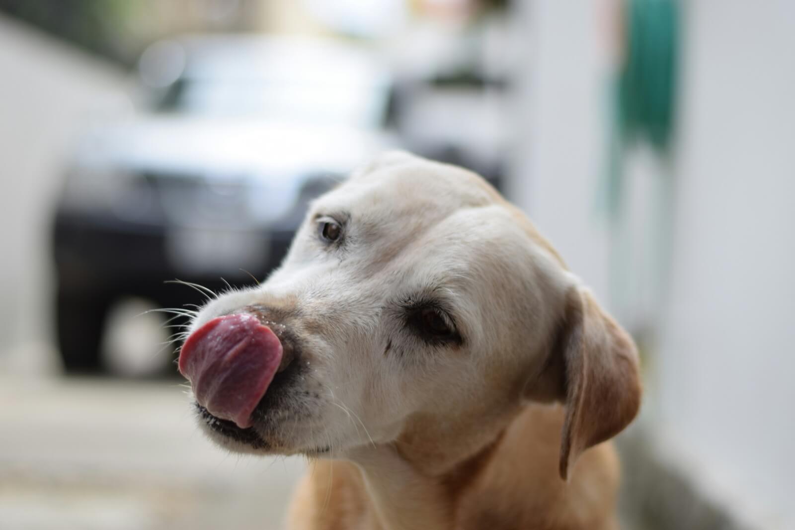 dog sticking out its tongue